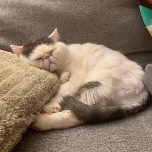 Meet your Posher, Mei mei melanie